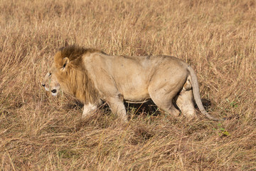 Male Elewana or Sand River Lion, Leo pantheras,  in Full Body Profile, Walking in Tall Grass in Maasai Mara, Kenya
