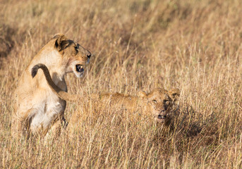 Profile portrait of female lion, leo panthera, with her cub in tall grass landscape in Africa