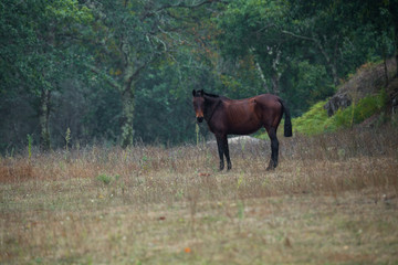 Big Brown Horse in a Field on a Raining Day.