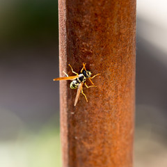 Wasp on a rusty iron