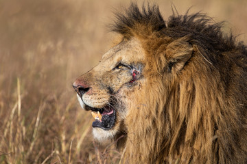 Profile Portrait of Male Lion in the tall grass of the Maasai Mara in Kenya, Africa