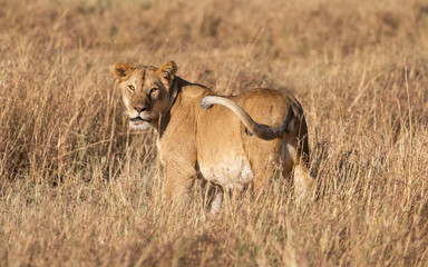 Full body portrait of female lion turning to look at viewer in natural tall grass landscape in Africa 