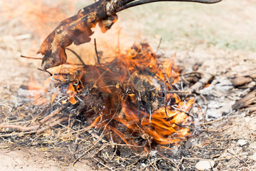 traditions of Kazakh people, slaughtered a ram and with the help of the fire removed the hair on...