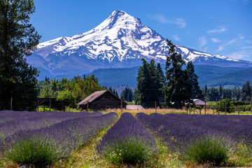 Scenic view of Mt Hood and rows of lavender