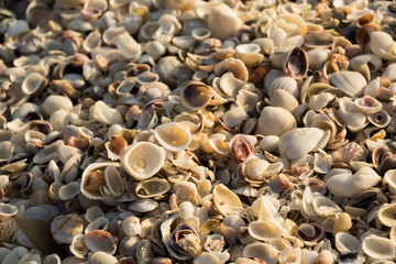 Sanibel Seashells