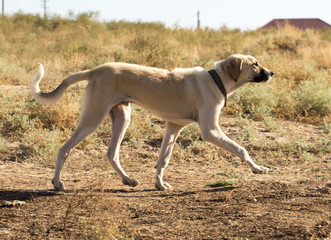 big dog walking in a field