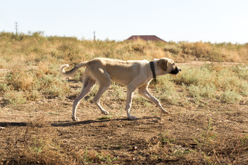Obraz na płótnie Canvas big dog walking in a field
