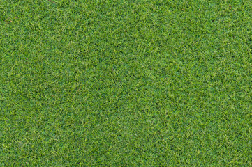 Fototapeta premium Background and texture from green grass yard.