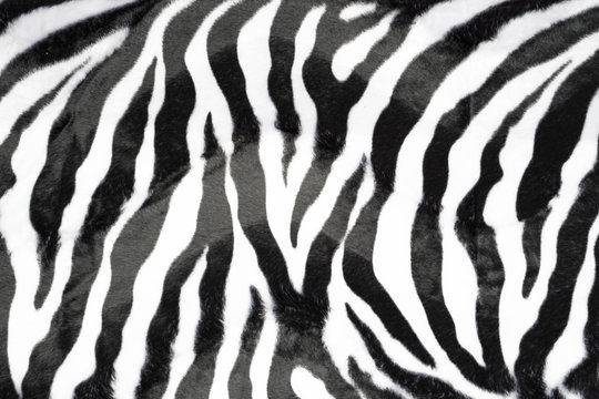 zebra texture background