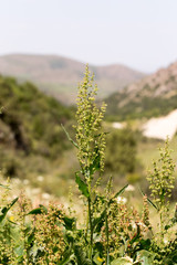 wild grass in nature