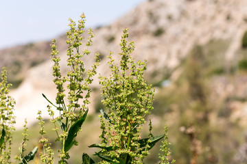 wild grass in nature