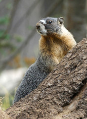  Yellow Ballied Marmot (marmota flaviventris)