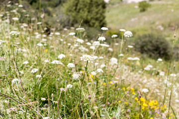 Fototapeta premium wild grass in nature