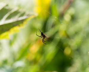 spider on cobweb on the nature