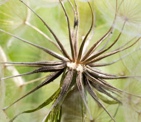 dandelion macro