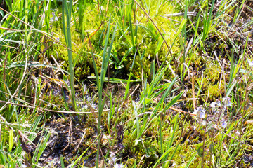 wild grass in nature