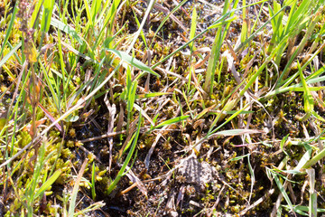 wild grass in nature