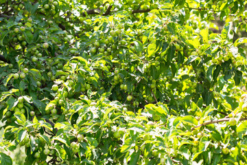 Green apples on a branch ready to be harvested, outdoors, selective focus