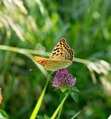 butterfly on a flower