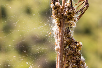 spider in the grass