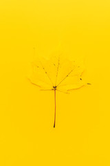 top view of autumn leaf on yellow background