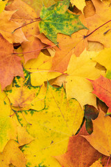 colorful autumn leaves. fall season concept background