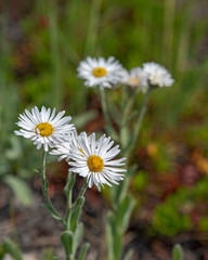 Obraz premium Tufted Fleaband Erigeron caepitosus