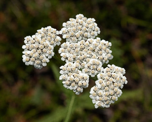 Yarrow Achillea millefolium