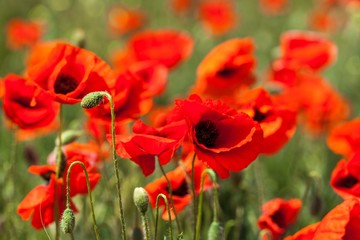 Red poppy flowers in a field