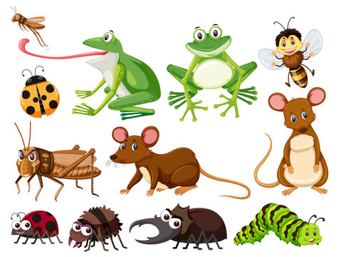 Set of animals and insects