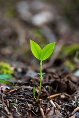 Seedling growing out of the ground