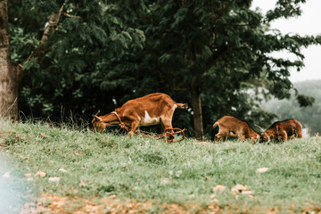 Goats in Forest