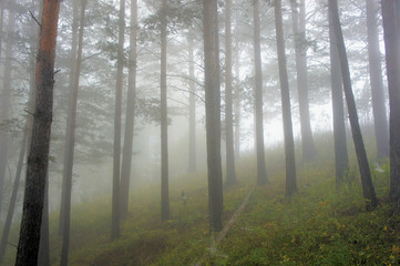 Fototapeta premium Pine forest in the fog. Siberia. Khakassia DSC