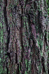 Obraz premium moss on tree trunk