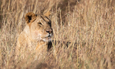 Profile Portrait of Female Lion, Leo panthera, in tall grass in Maasai Mara, Kenya, Africa