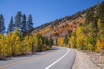 Fall Colors in Eastern Sierra