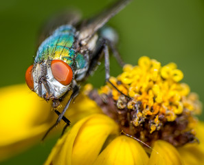 Colorful House Fly on Yellow Flower
