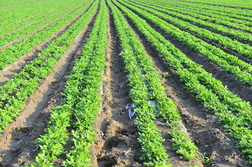Fototapeta na wymiar Peanuts in the field, lush growth