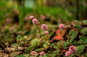 Mosquito on a plant