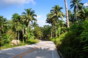 The road through the jungle. Philippines.