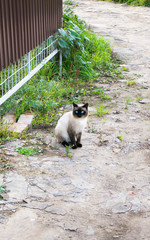 Beautiful Siamese Purebred Cat with Blue Eyes playing in the Green Grass in Summer - Pets Care Concept