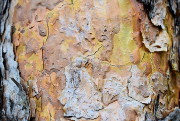 Natural tree bark