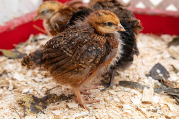 Young baby chicks