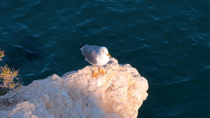 Fototapeta premium Gaviota posada en una roca a la orilla del mar mediterraneo al atardecer, en Benidorm, Alicante, España, Europa