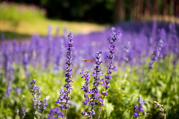 purple flower field look like lavender field background blur style. sign of spring season beginning. can be use to background,wallpaper,special event card, screensaver and template