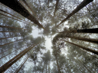 Высокие вершины деревьев в тумане. Сосны. © lostman