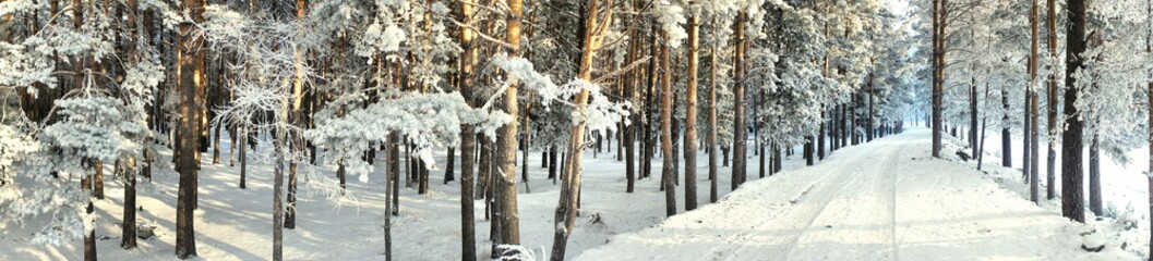 Winter road through a pine forest. Panorama. Siberia.