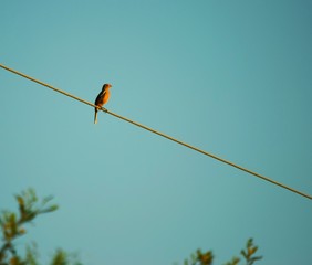 Aves del Impenetrable Chaque&ntilde;o 