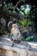 Monkey on tree ,cute animal,asia wild.Sleepy Monkey,The male monkeys were open mouth.Macaque monkey in Monkey Forest.
