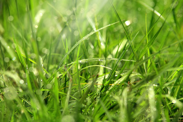 Close up green grass image and sunlight beam in spring time